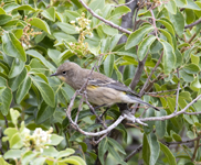 Audobons Yellow rumped Warbler 5085
